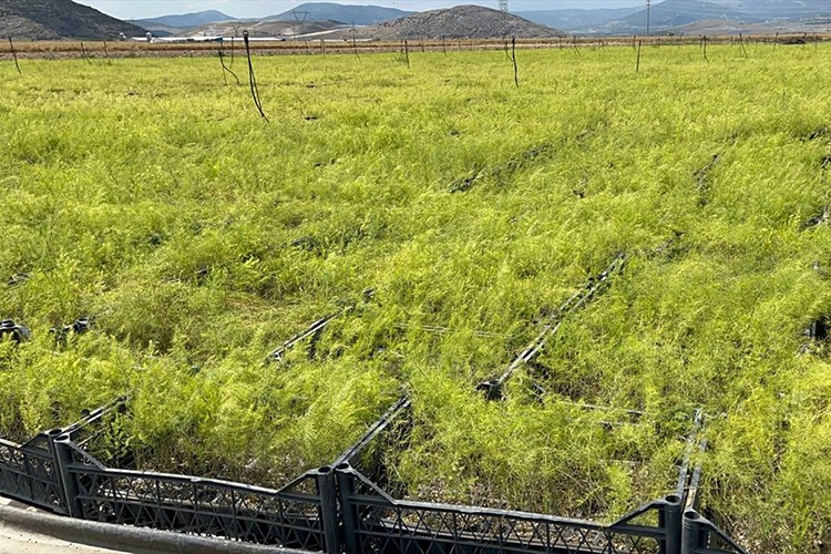 Isparta'da kuşkonmaz üretimi artıyor