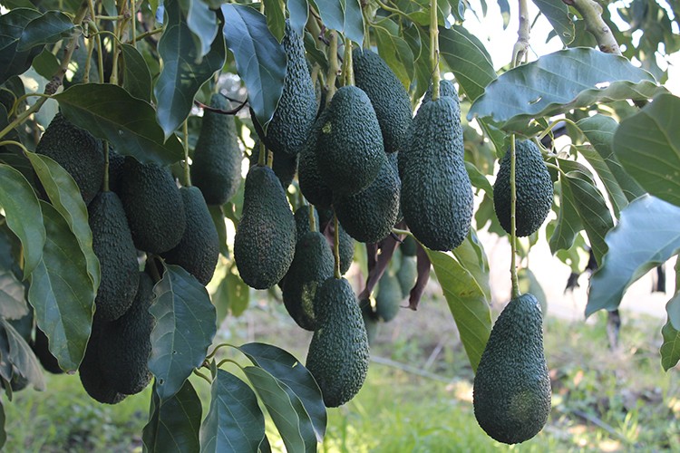 Denemek için ektiler ama...