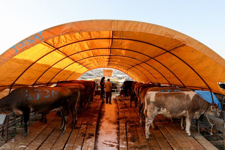 Sincan'da akıllı kurban dönemi