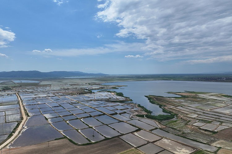 Edirne'de çeltik ekim alanı 450 bin dekara ulaştı