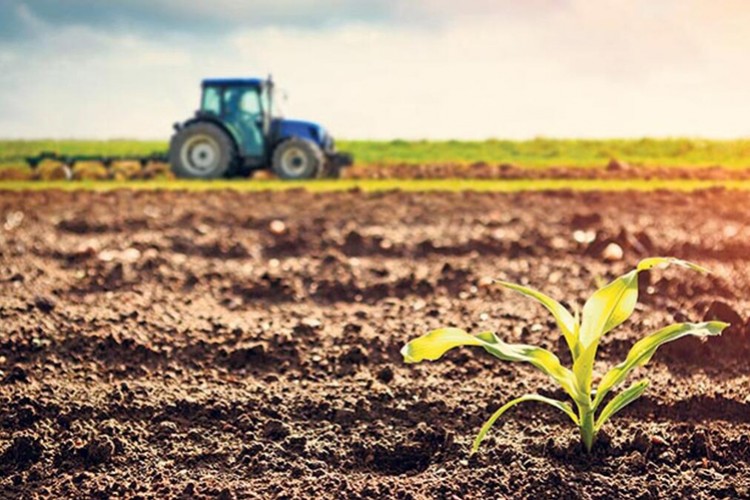 Tarım ÜFE yüzde 0.22 arttı