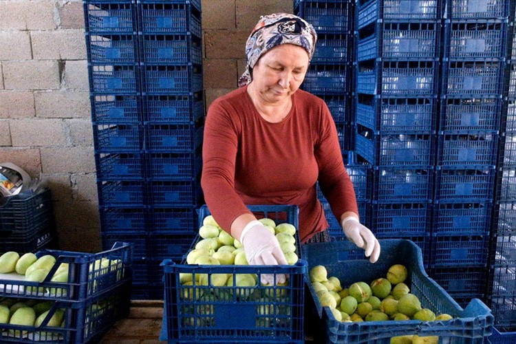 Mersin'de beyaz incir hasadı başladı