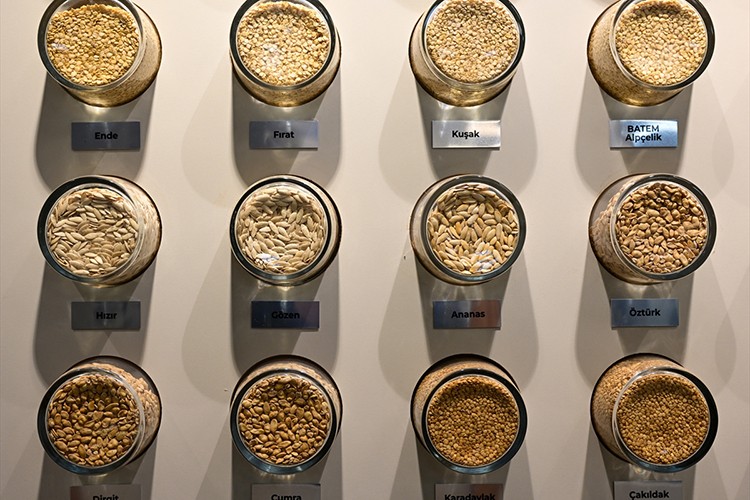 BATEM'in geliştirdiği sebze tohumları ihraç da ediliyor