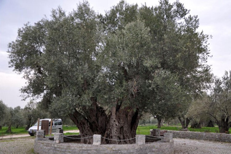 Geliri ağaçlandırmaya