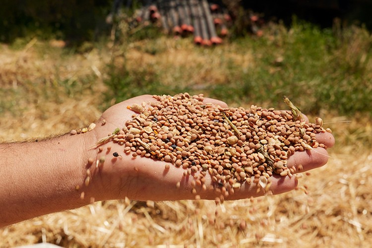 Her yıl mercimek Mardin Kızıltepe'den alınacak