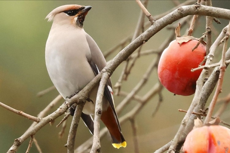 Doğu Karadeniz'de kuş gözlemcileri "ipekkuyruk" görüntüledi