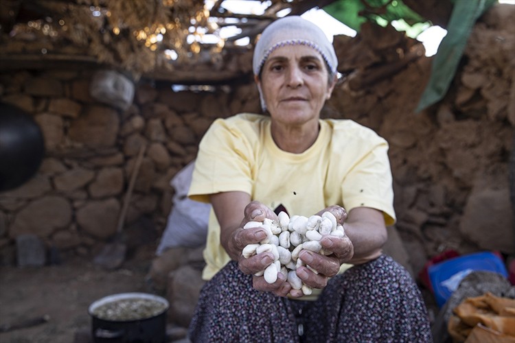 Köylülerin kengerden ürettiği sakızın kilogramı 5 bin liradan alıcı buluyor