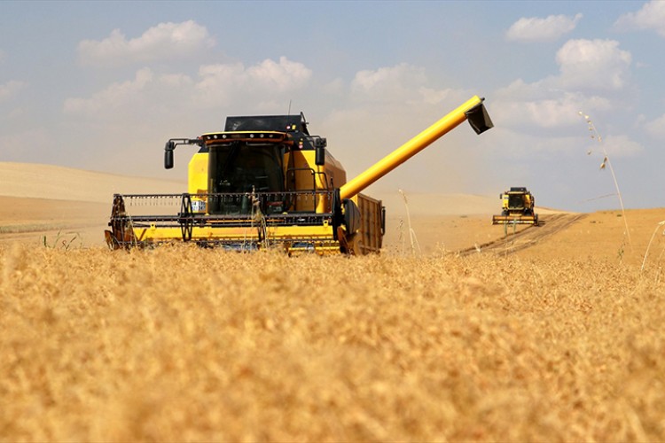 Diyarbakır'da yağış kırmızı mercimekte verimi artırdı