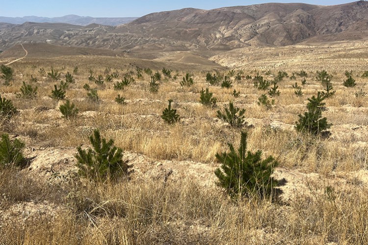 Fidanlarımız insan boyuna ulaştı