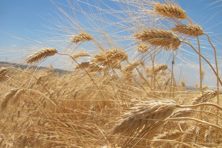 Artan yağışlar buğdayda rekolte beklentisini yükseltti