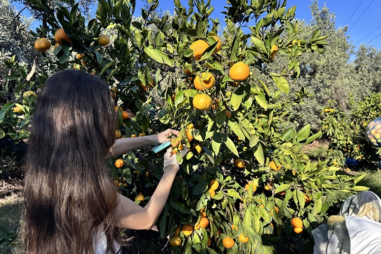 Hatay'da üniversite öğrencileri mandalina hasadına katıldı