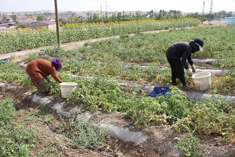 Çiftçiler sebze ve meyvedeki verimle sevindi