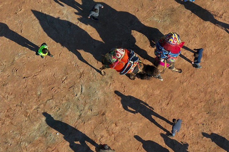 43. Efes Selçuk Deve Güreşi Festivali yapıldı