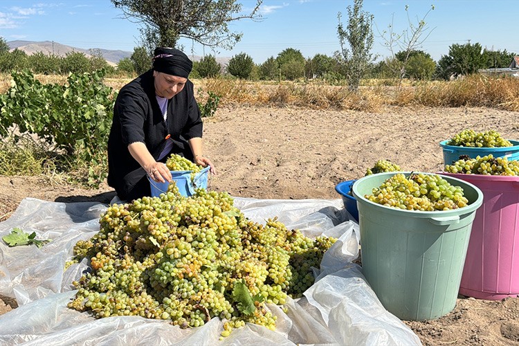 İç Anadolu kadınının pekmez mesaisi başladı