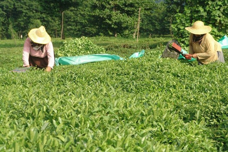 Yaş çay desteği 13 kuruş olarak belirlendi