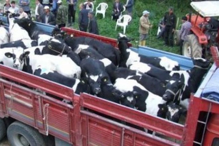 Hayvan nakillerine ilişkin düzenleme 2 yıl daha ertelendi