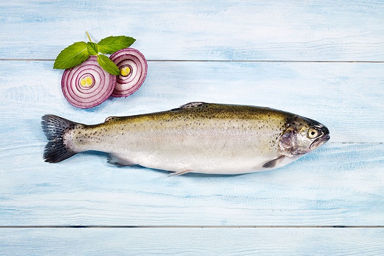 Alabalığa yoğun ilgi