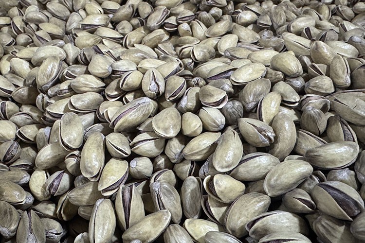 Antep fıstığı ihracatı yılın ilk yarısında yüzde 17 arttı