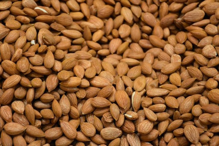 Kayısı çekirdeği hem şifa hem zehir olabilir