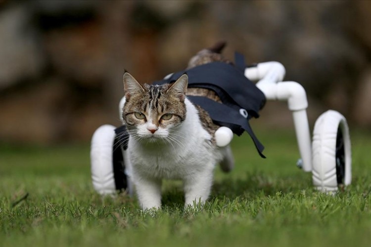 Felçli kedi yürüteç ile özgürlüğüne kavuştu