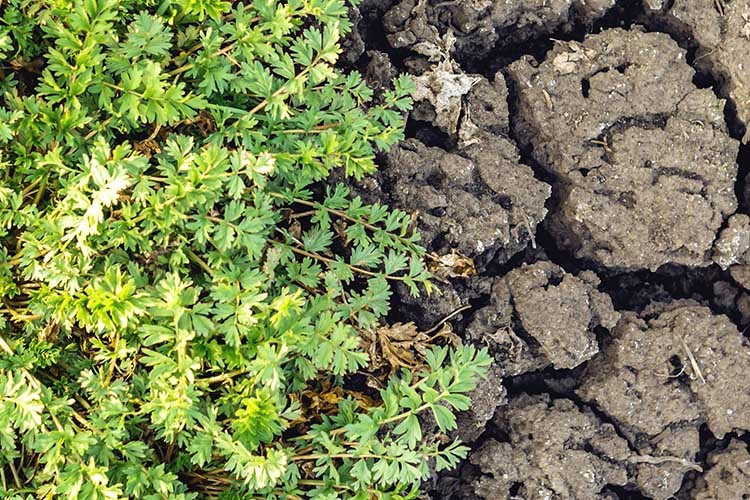 TEMA Vakfı'ndan Toprak İçin Bir Olma Çağrısı: Sağlıklı Toprak, Sağlıklı Yaşam Demektir!