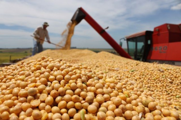 Küresel soya ihracatında rekor
