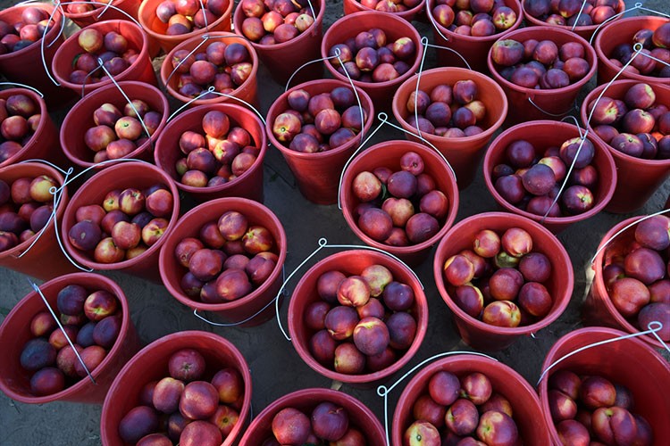 Lapseki şeftalisinde 70 ton civarı ihracat hedefleniyor