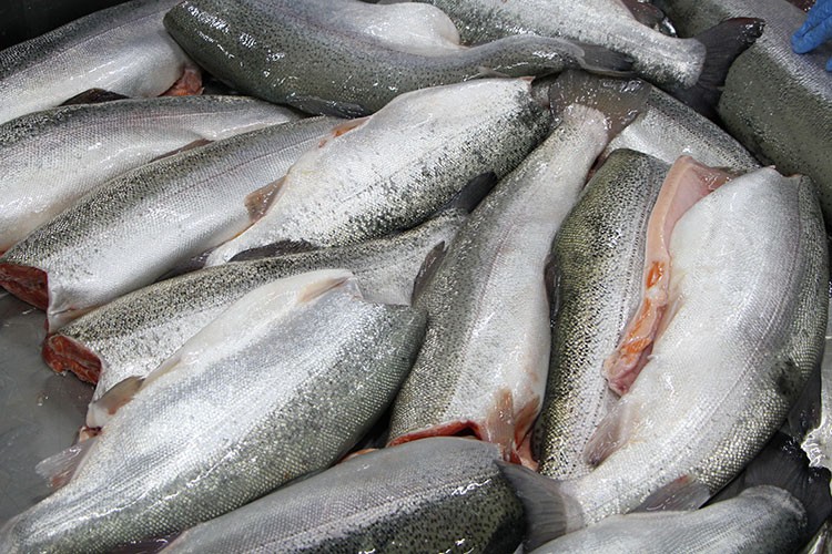 Türk somonunda hedef ihracatı 1 milyar doların üzerine taşımak