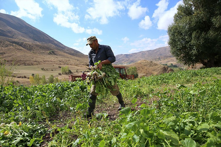 Hasat ettikleri şalgamı derede türküler eşliğinde yıkayıp satışa sunuyorlar