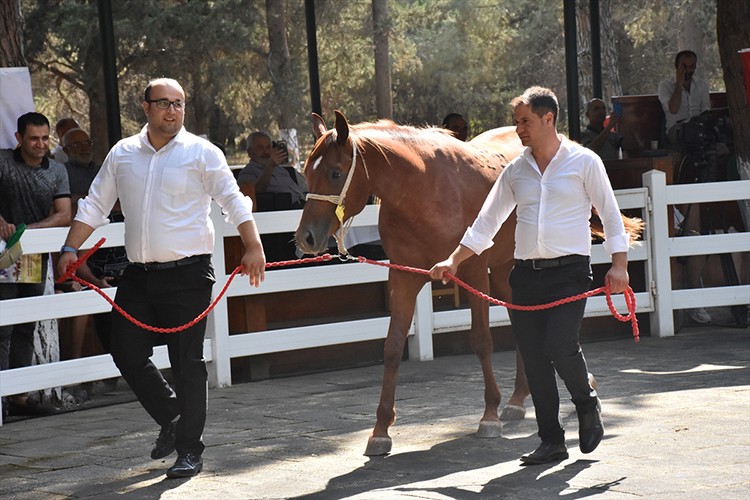 Sultansuyu Tarım İşletmesince yetiştirilen 42 tay ihaleyle satıldı