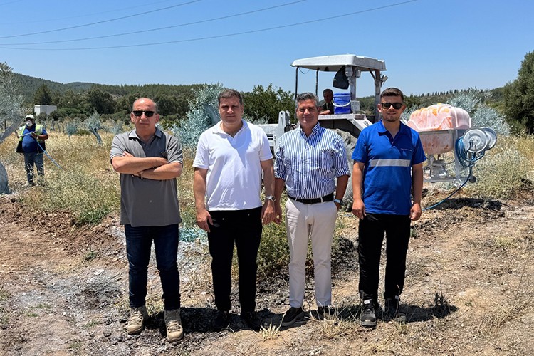 Zeytinler büyüyor Milas kazanıyor