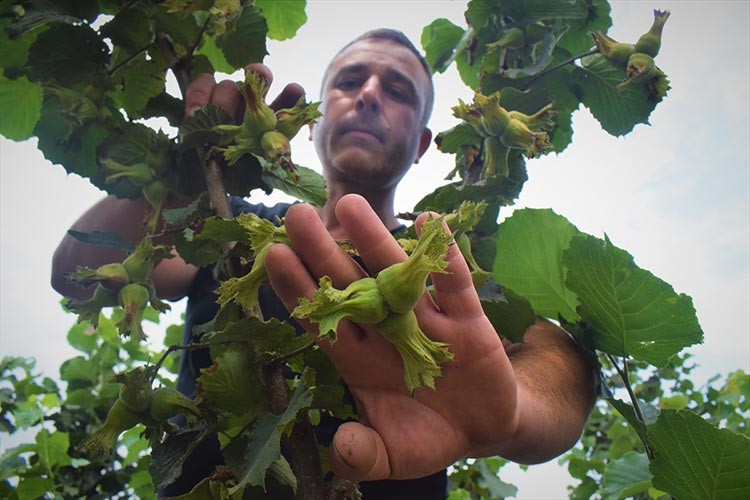 Fındıkta tek dal üretimle verim artışı hedefliyor