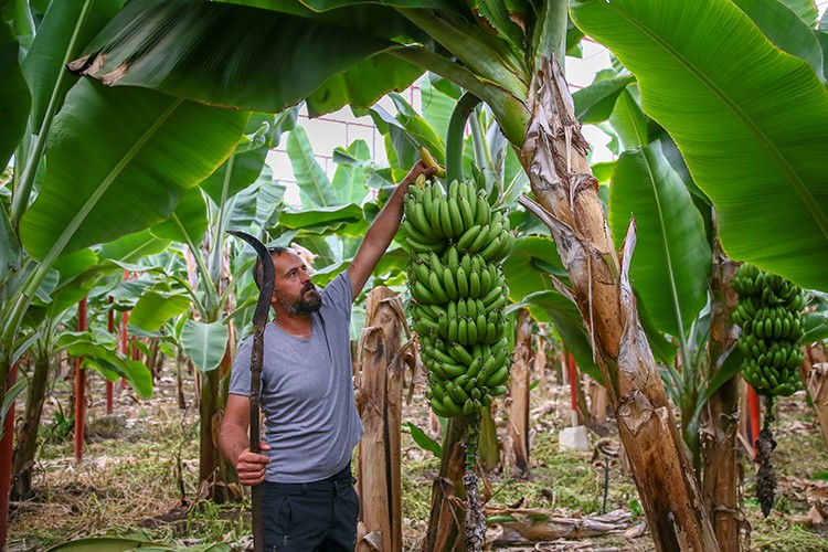Depremzede çiftçiler muz hasadına başladı