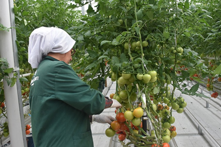 Jeotermal serada yetiştirilen domatese talep yoğun