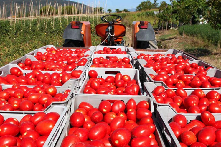 10 ayda 361 milyon dolarlık domates ihraç edildi