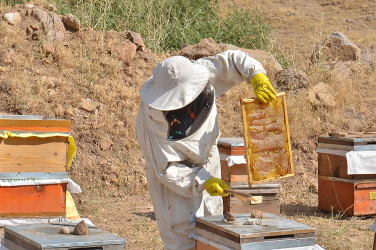 Depremlerde arıları telef olan üretici ilk hasadı yaptı