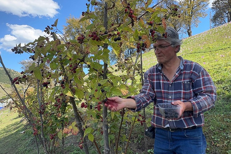 Giresun'da ahududu ve böğürtlen projesi üreticiye ek gelir kaynağı oldu