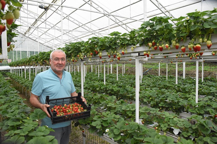 Giresun'da çilek üretimi fındıktan sonra gelir kaynağı haline geldi