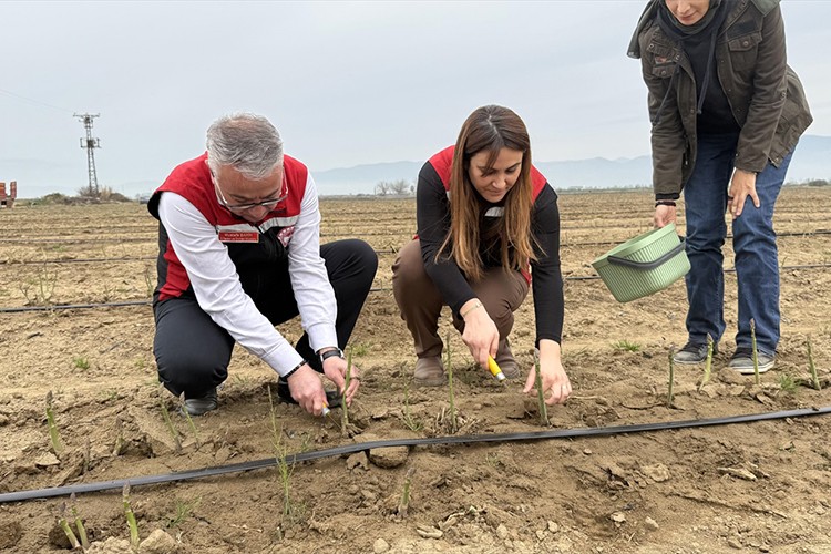 Ürettiği kuşkonmazla yurt dışına açılmayı hedefliyor