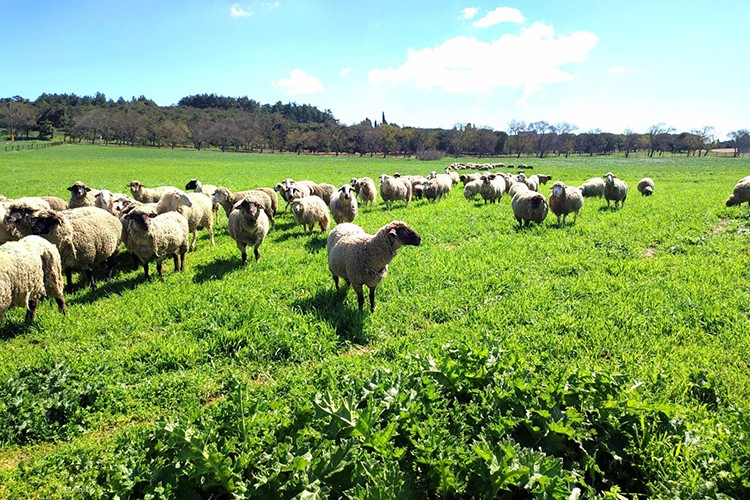 TAGEM yılda 80'den fazla projeyle çiftçinin hizmetinde