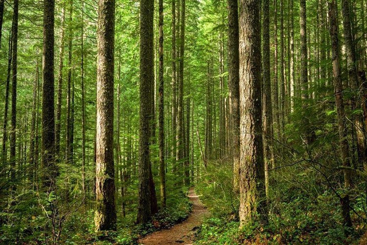 Ormandaki yasa dışı yapılara el konabilecek