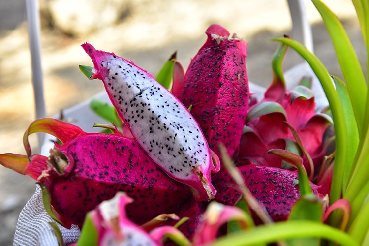 Alanya'da tropikal meyve festivali başlıyor