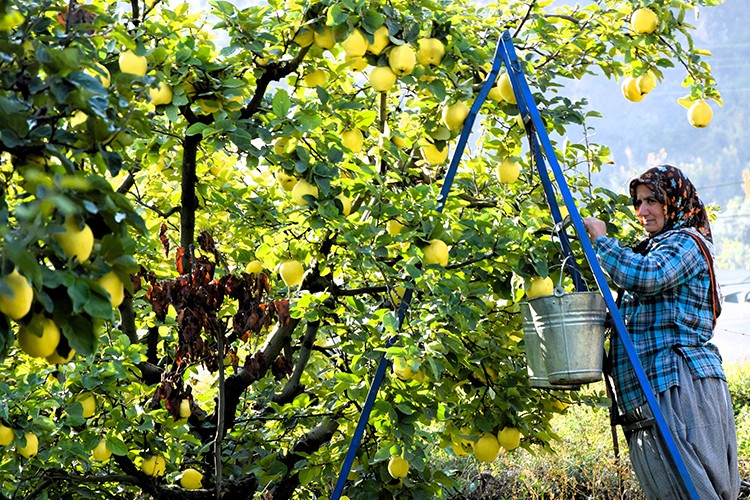 Osmaneli ayvasında 10 bin ton rekolte bekleniyor
