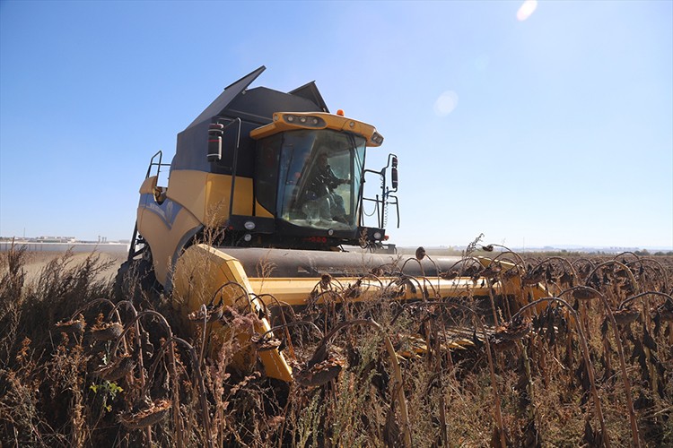 Çerezlik ayçiçeği hasat edildi