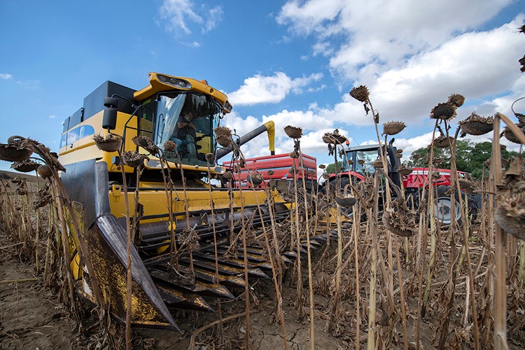 1000 Çiftçi 1000 Bereket çiftçileri 'sarı gelin' hasadında!