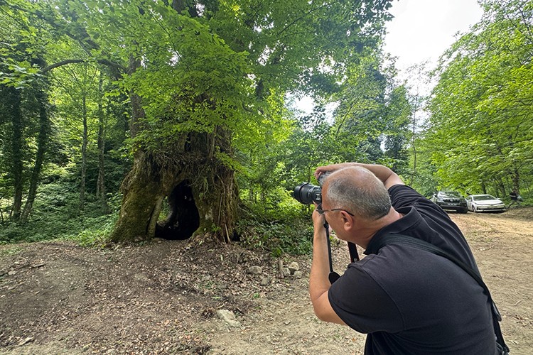500 yıllık çınar ağacı için "anıt ağaç" tescil başvurusu yapıldı