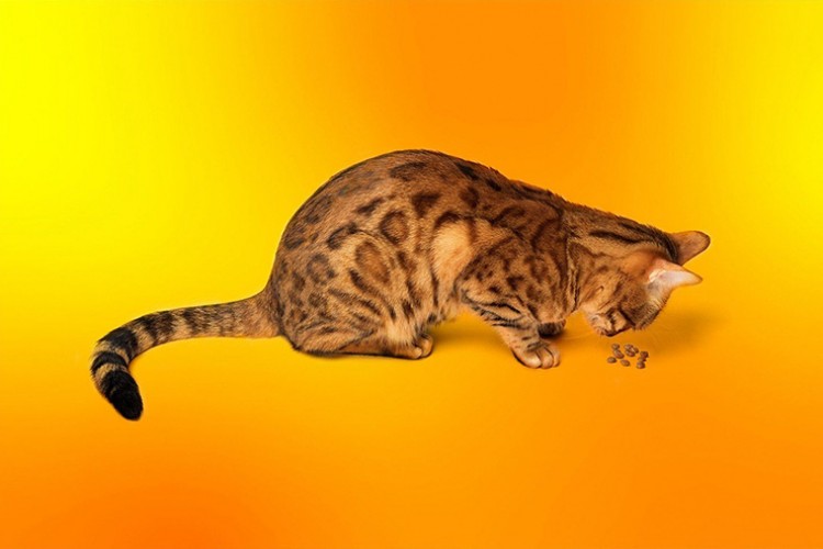 Bir kase güvenlik sorunu