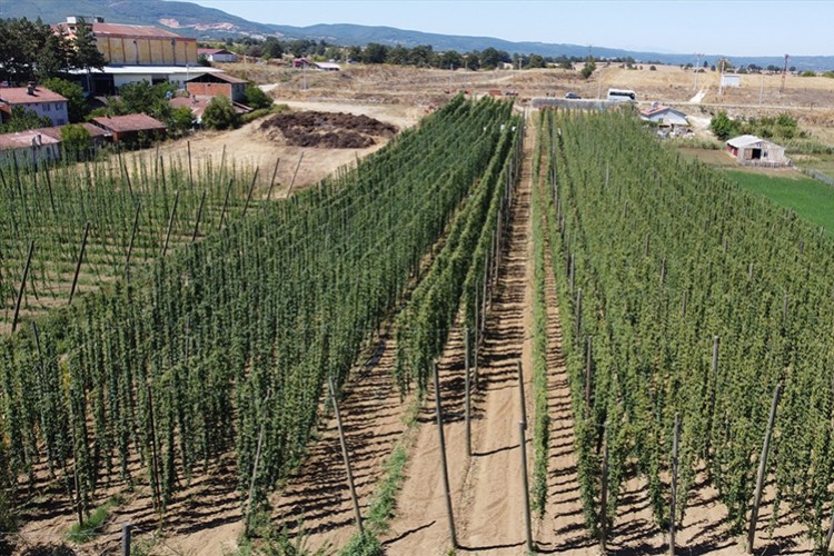 Bilecik'te yetiştirilen şerbetçi otu hasat ediliyor
