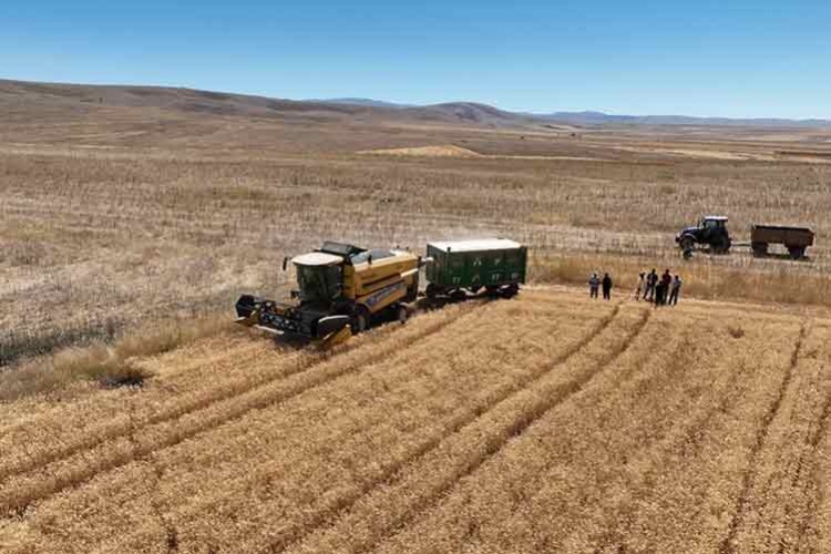 TAKE Projesi kapsamında yazlık buğday hasadı yapıldı