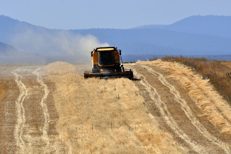 Kars'ta çiftçiler tarlalarındaki son buğdayları hasat ediyor